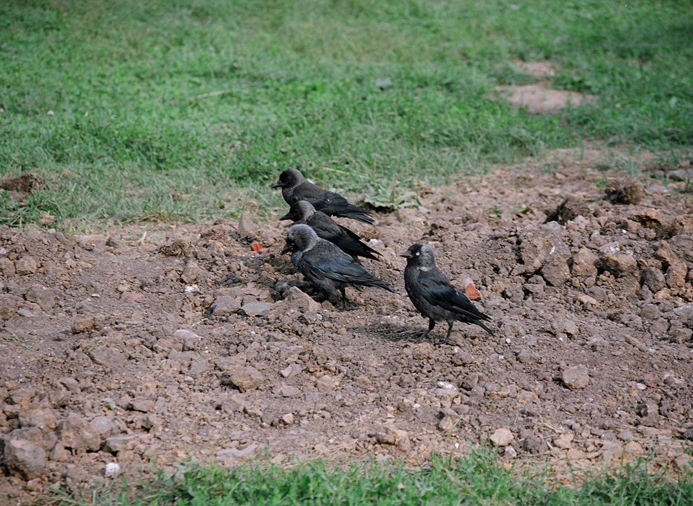 2005-07-23 Suzdal-2